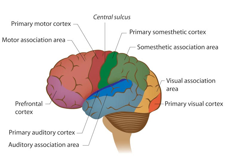 Regions of the brain