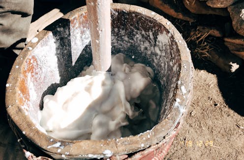 research reveals a 3,500-year history of dairy consumption on the Tibetan Plateau