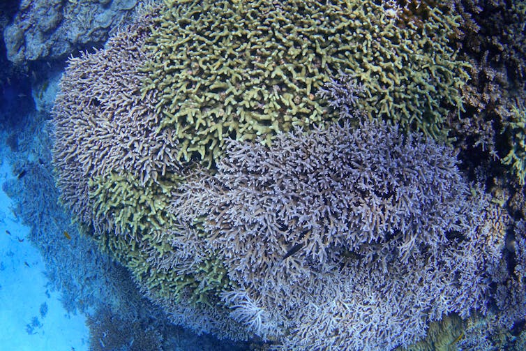 Coral gardens on the Great Barrier Reef
