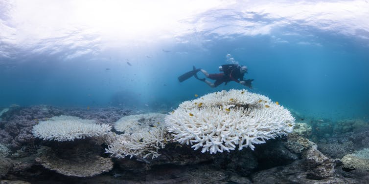 Coral bleaching on the Great Barrier Reef with diver in the background.
