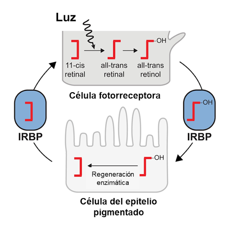 el origen evolutivo del ojo