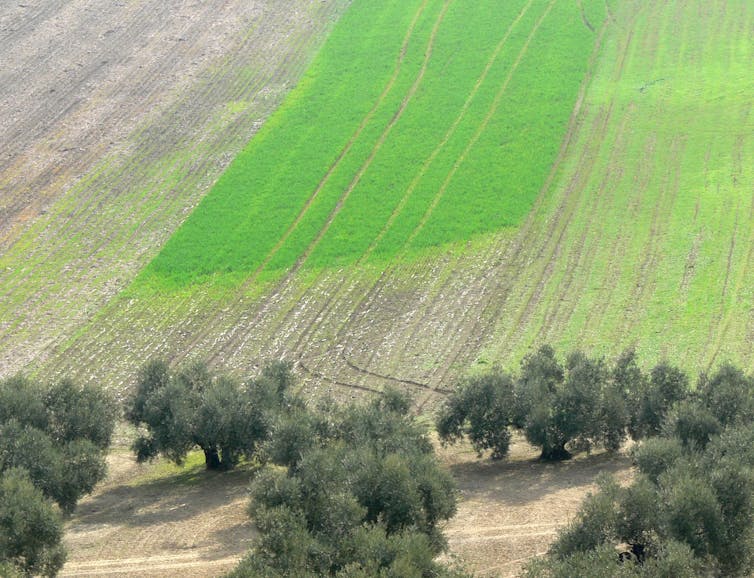 Un campo de cultivo con zonas verdes y zonas sin plantas por la acción de los conejos.