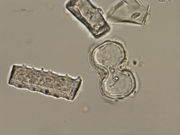 Early Miocene grass phytoliths