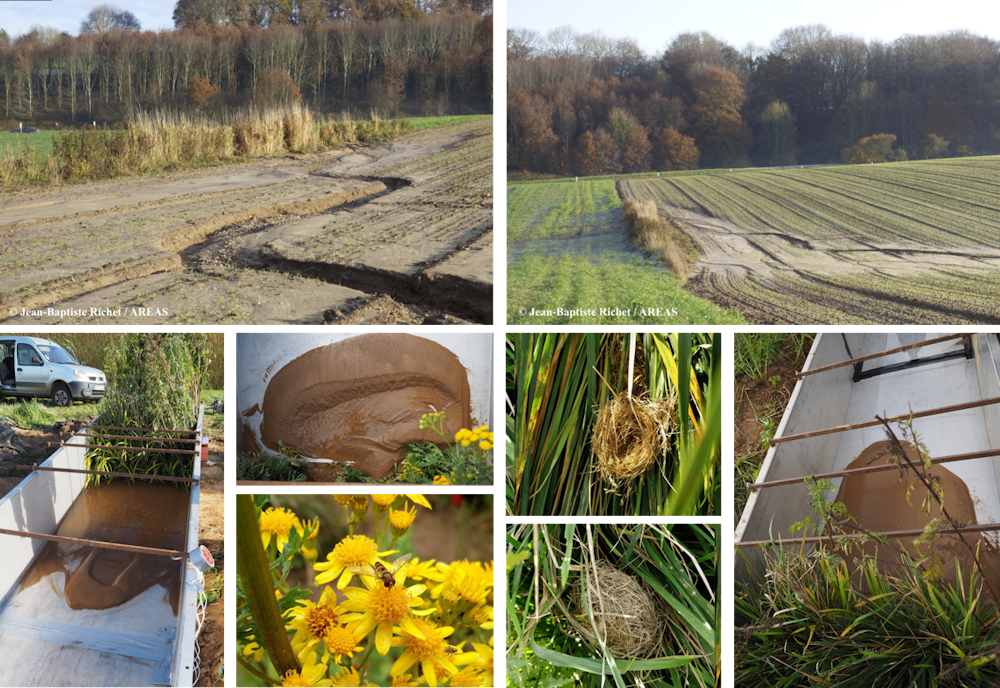Des plantes pour protéger les sols du tassement et de l’érosion ...