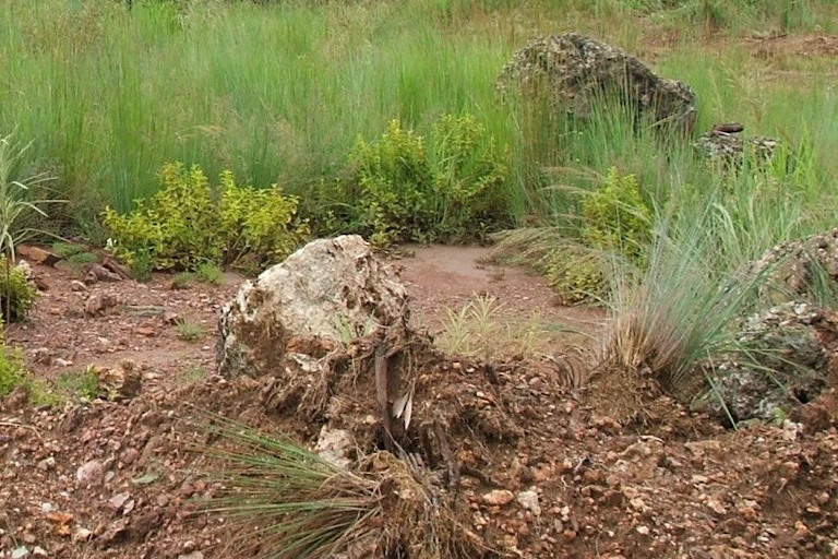 Un sol à moitié recouvert de plantes.