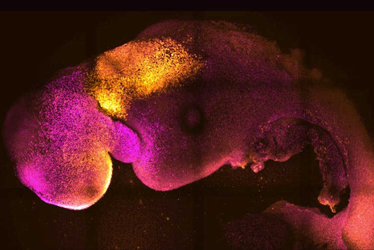 a brightly coloured image of a clump of cells