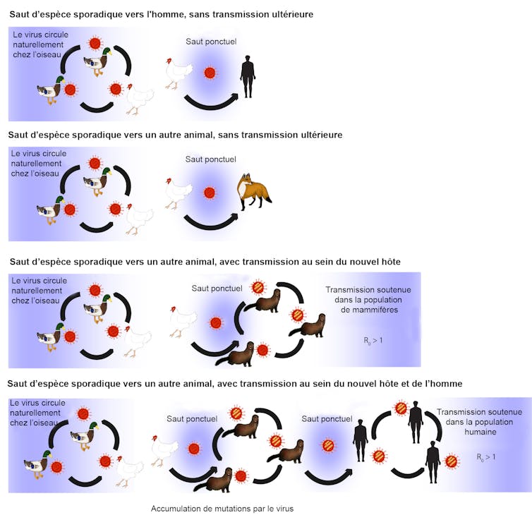 Quatre scénarios de transmission, sans diffusion et avec diffusion au sein de l’espère humaine