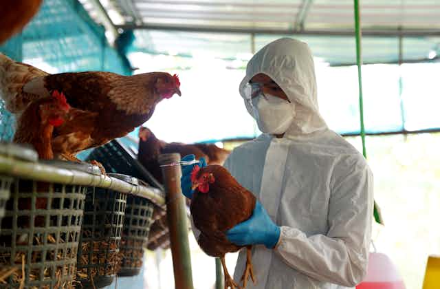Un vétérinaire examine un élevage de poules