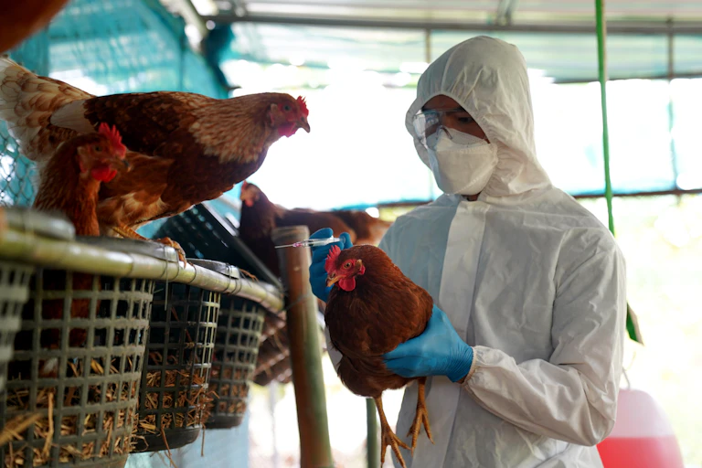 Un vétérinaire examine un élevage de poules
