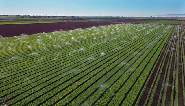 Dozens of sprinklers spray water across a green field