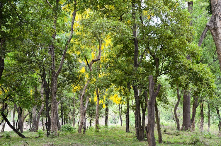 a forest with trees with slim trunks