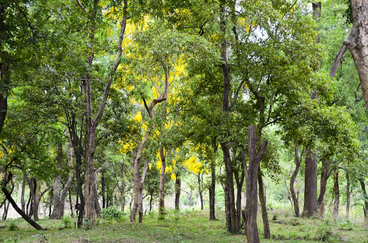a forest with trees with slim trunks