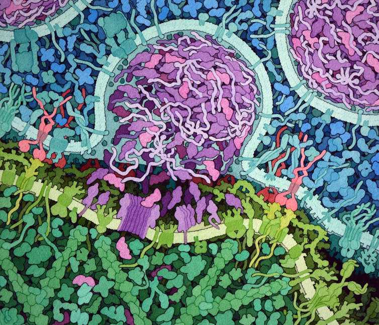 illustration de l’action des cellules CAR-T dans le traitement de leucémie