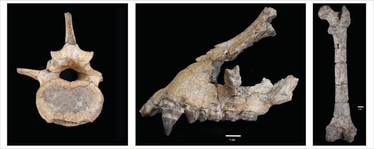 vertebra, partial jaw and femur fossils