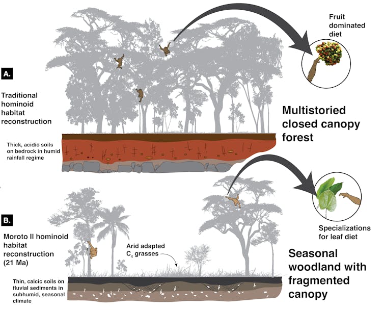 Traditional versus updated view of early ape habitat and evolution
