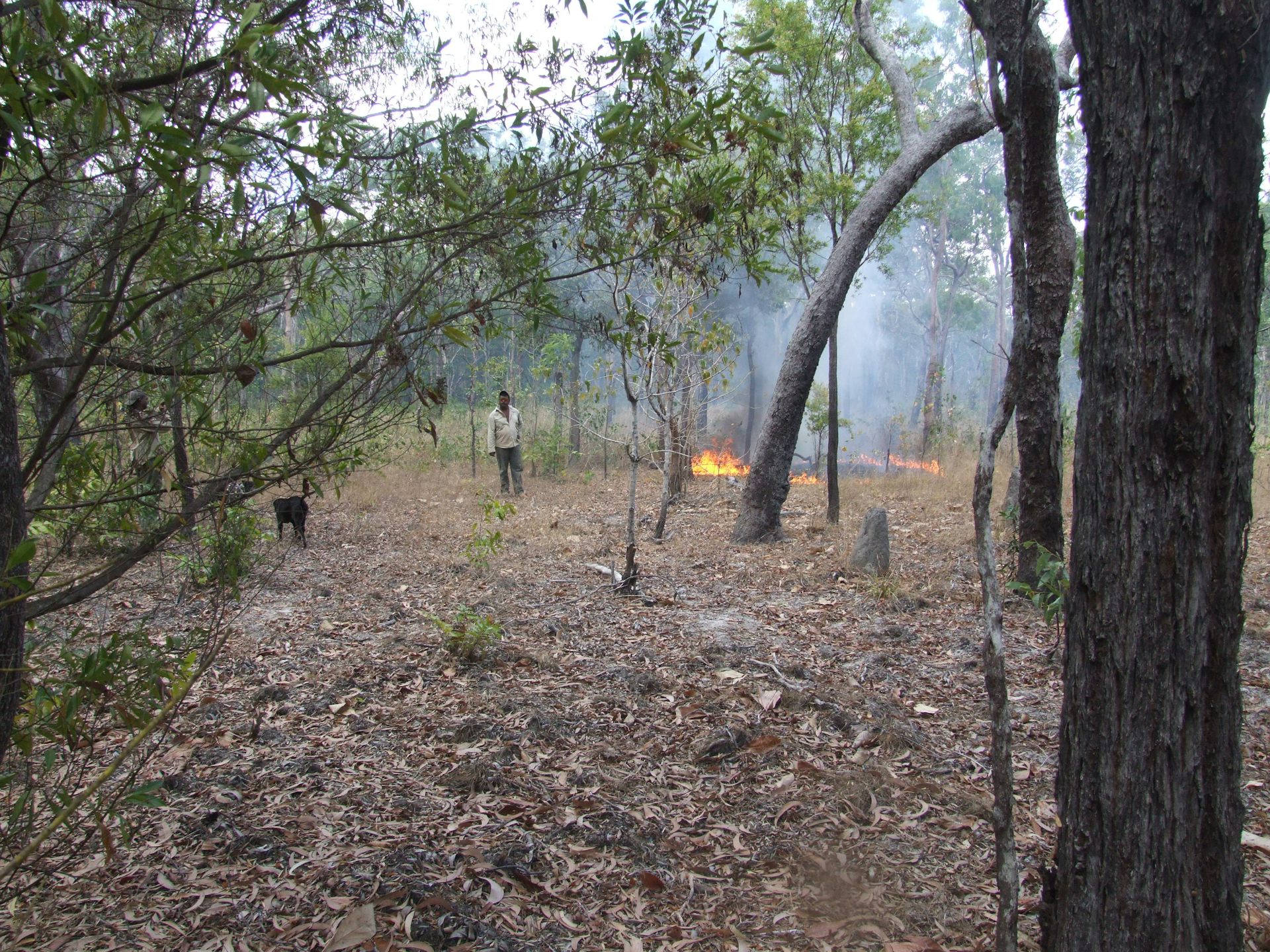indigenous man and a dog walk among burning leaf litter