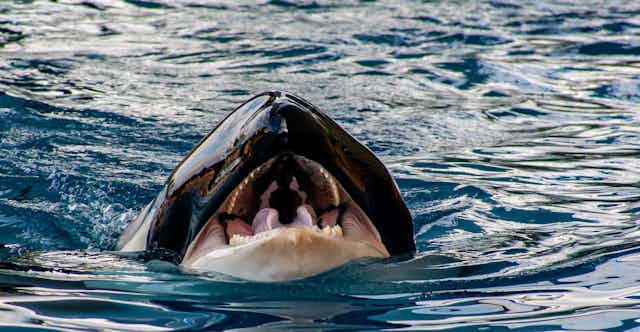 a killer whale's open mouth
