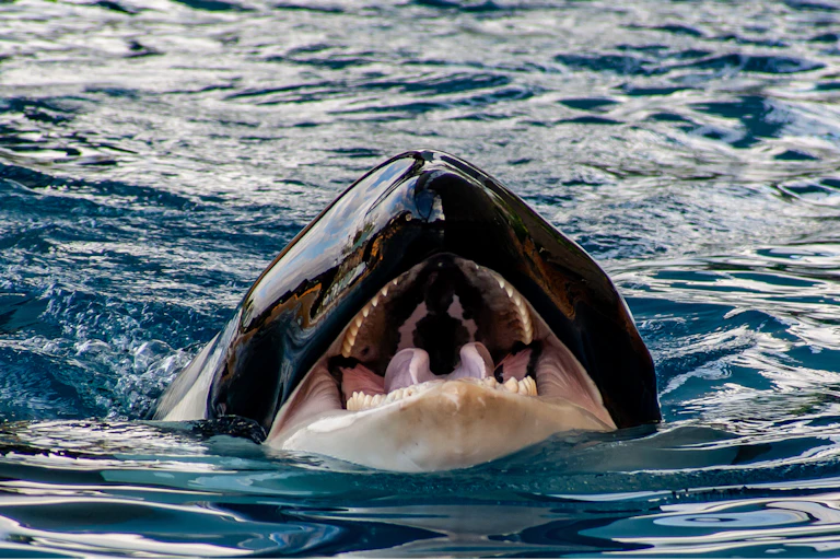a killer whale's open mouth