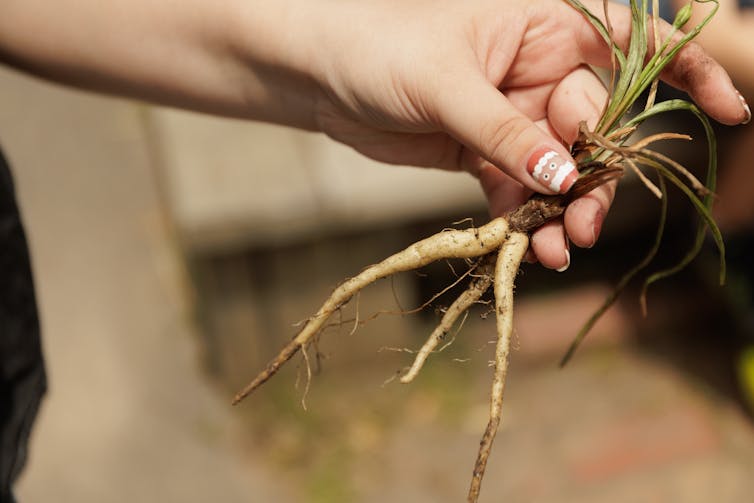 Closeup of a yam daisy or murnong, including the roots, held by a person with beautiful painted nails