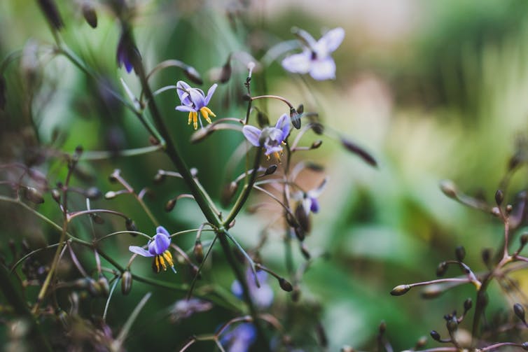 Native Australian dianella grass with flowers in a sunny backyard shot at shallow depth of field