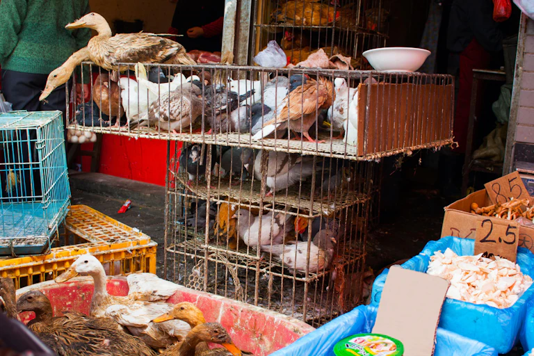 Palomas, patos y gallinas en jaulas.