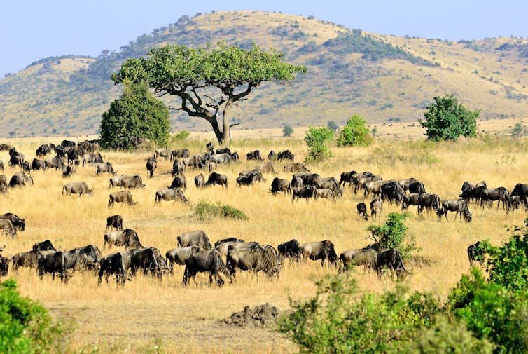 A herd of wildebeest on a yellow African plain dotted with shrubs and trees.