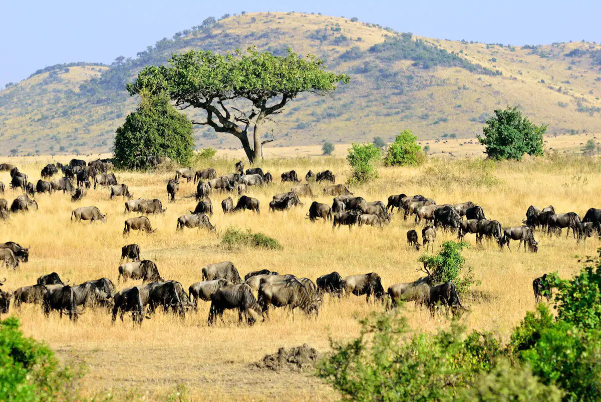 Grand National protests: Animal Rising campaigners reveal how ...