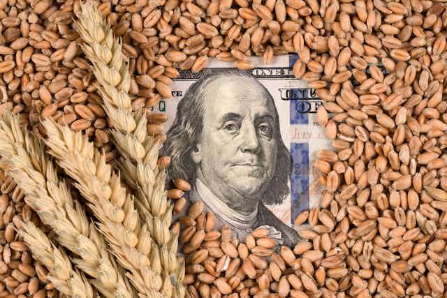 A stock photo showing dollar bills and wheat and used to illustrate the rising global food prices.