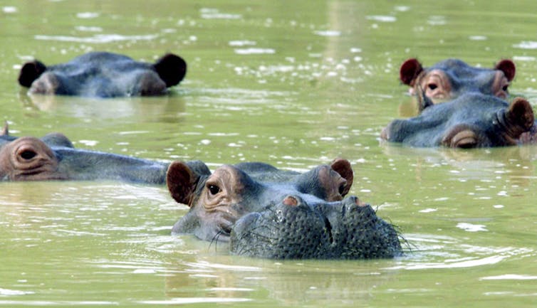 A group of hippos with their heads out of the water.