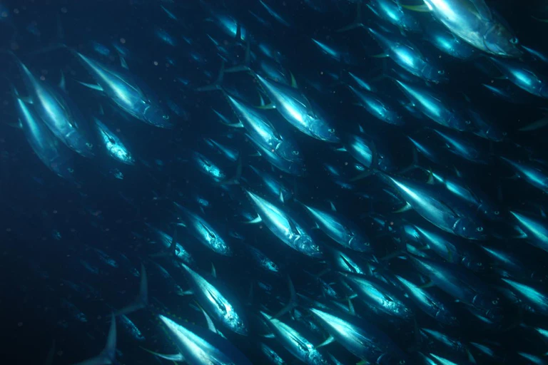 Vue sous-marine d'un banc de poissons.