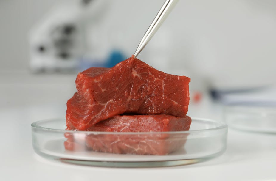 A piece of raw cultured meat being examined with tweezers in a laboratory.