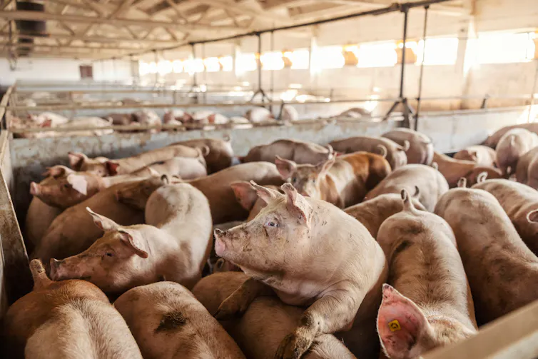 Many pigs crowded together indoors.