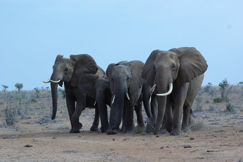 Two large elephants flank a slightly smaller elephant. All three are tusked.
