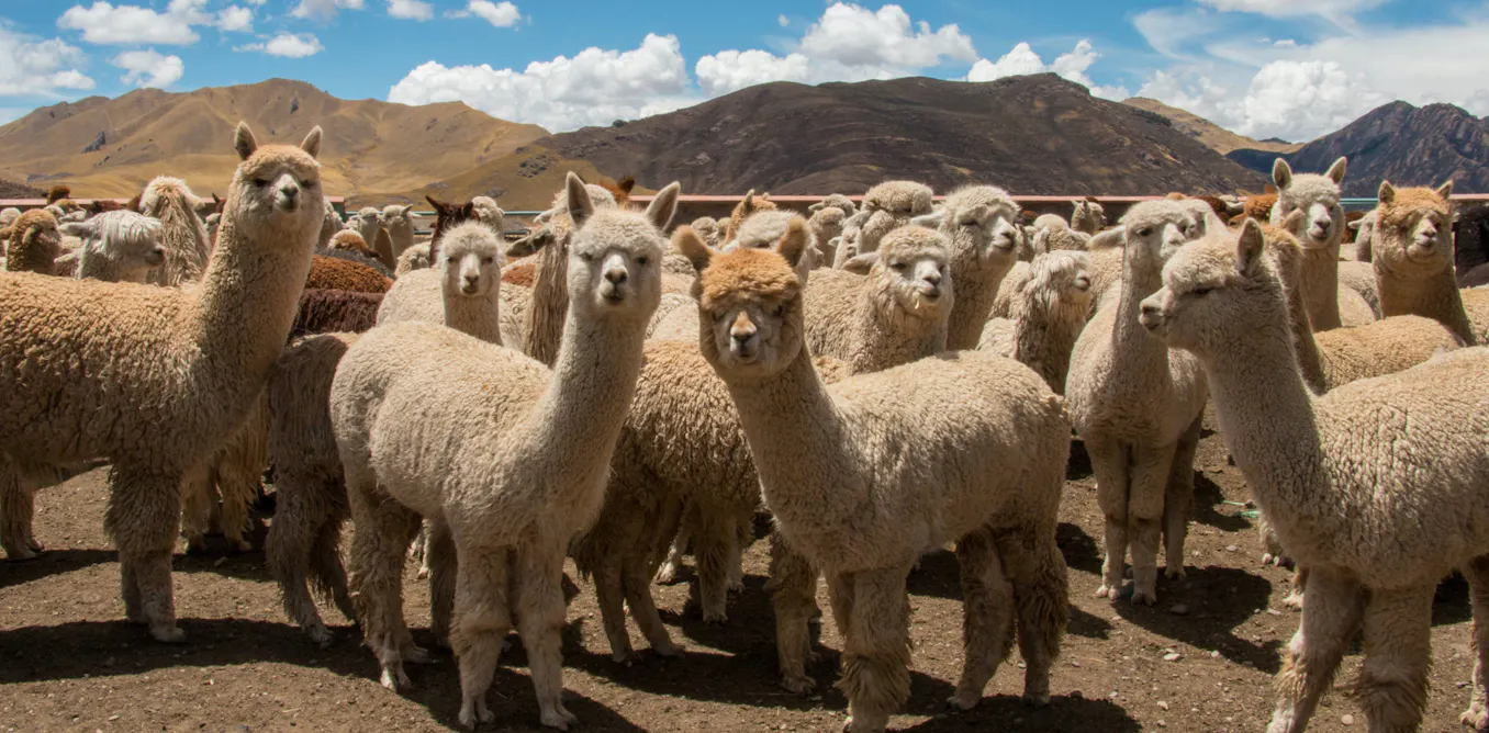 Por qué estamos investigando cómo hacer felices a las alpacas