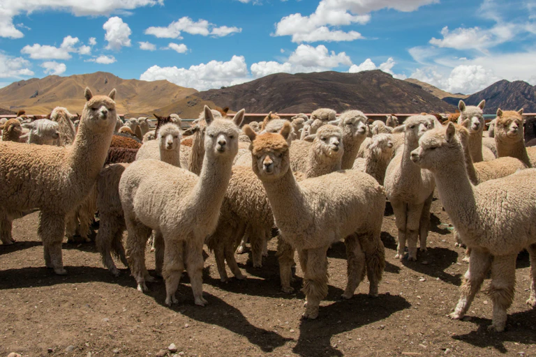 Rebaño de alpacas.