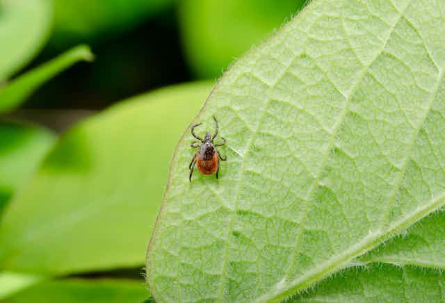 A tick on a leaf.