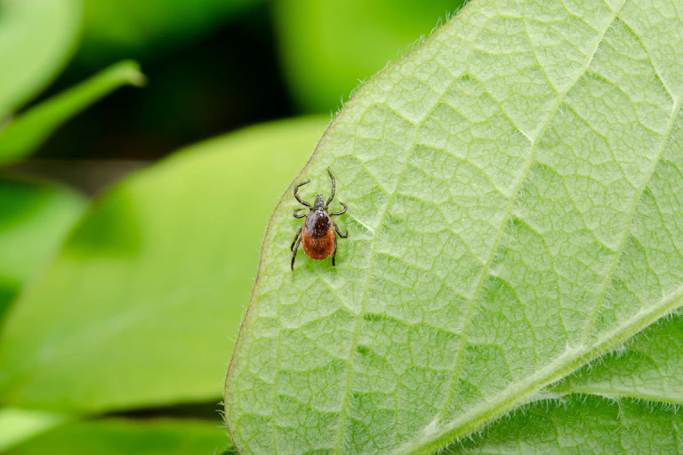 A tick on a leaf.