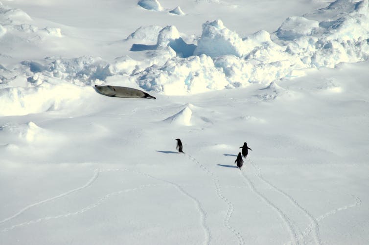 Three Adelie penguins and a leopard seal on the sea ice