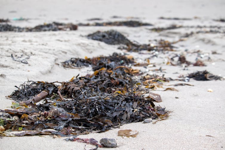 A white sandy beach with masses of black seaweed lying in the sun