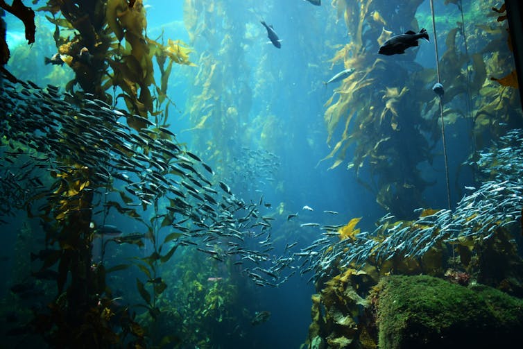 An underwater view of seaweed in blue water with fishes swimming through