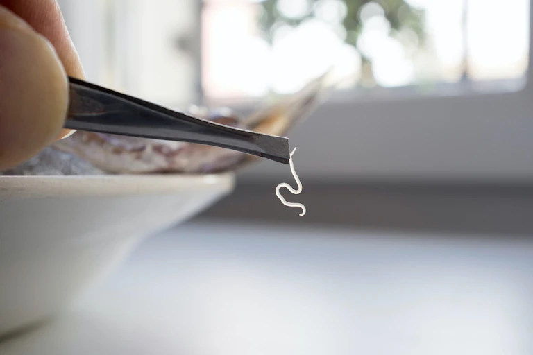 A nematode larvae belonging to the genus Anisakis.