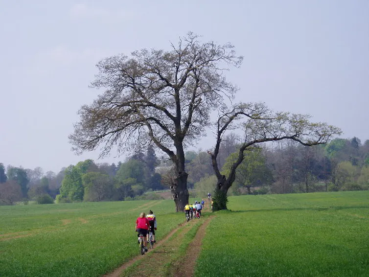 Cyclists pass between two large trees in a field.