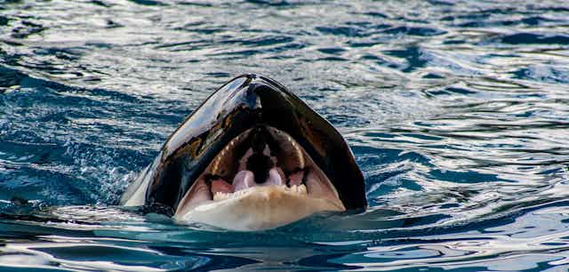 la bouche ouverte d'une orque