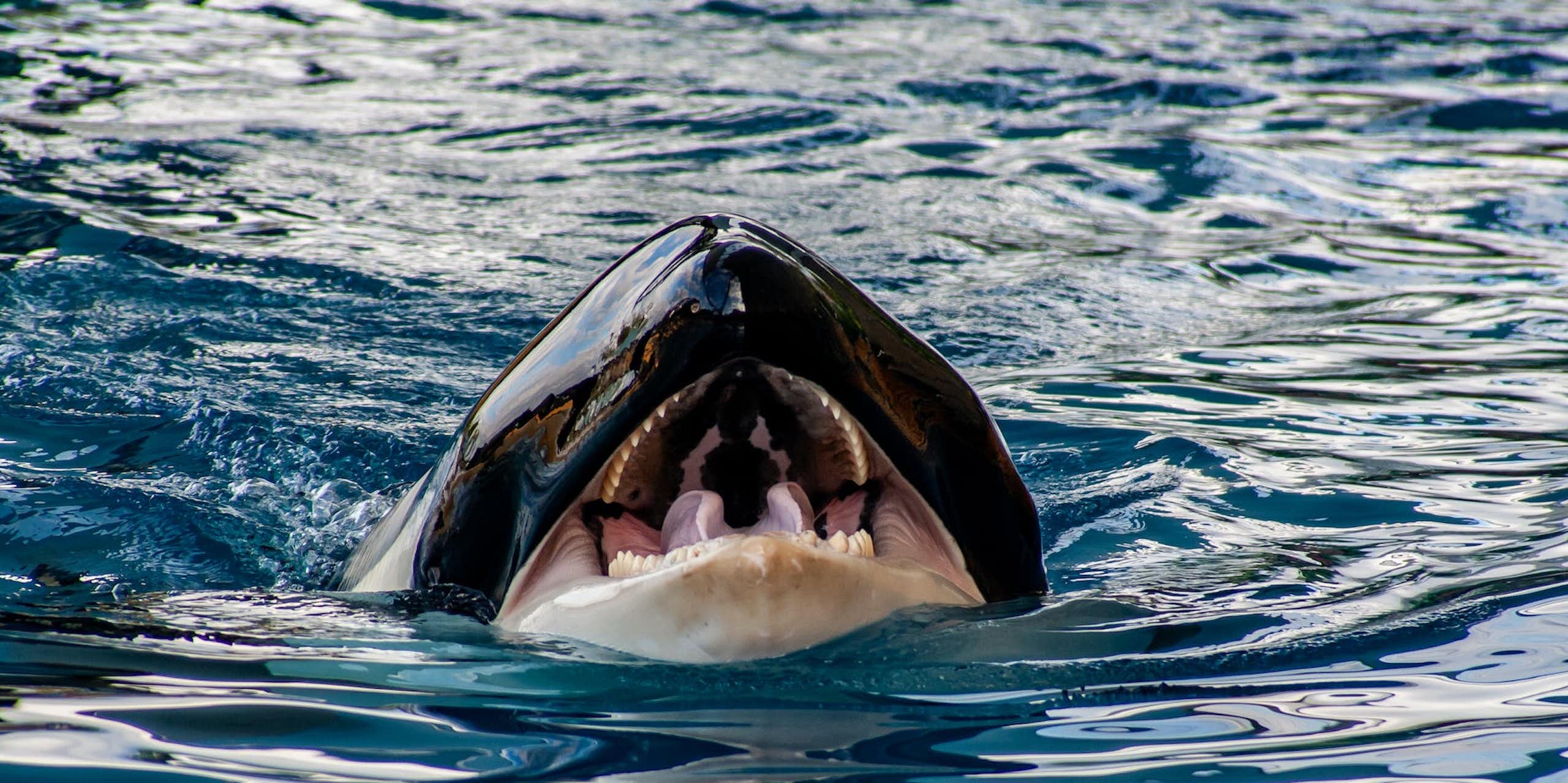 la bouche ouverte d'une orque