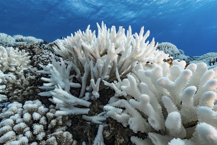 White corals indicate bleaching from heat stress.