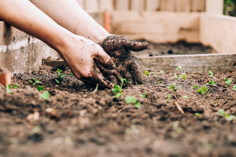 Person gardens in soil with their bare hands