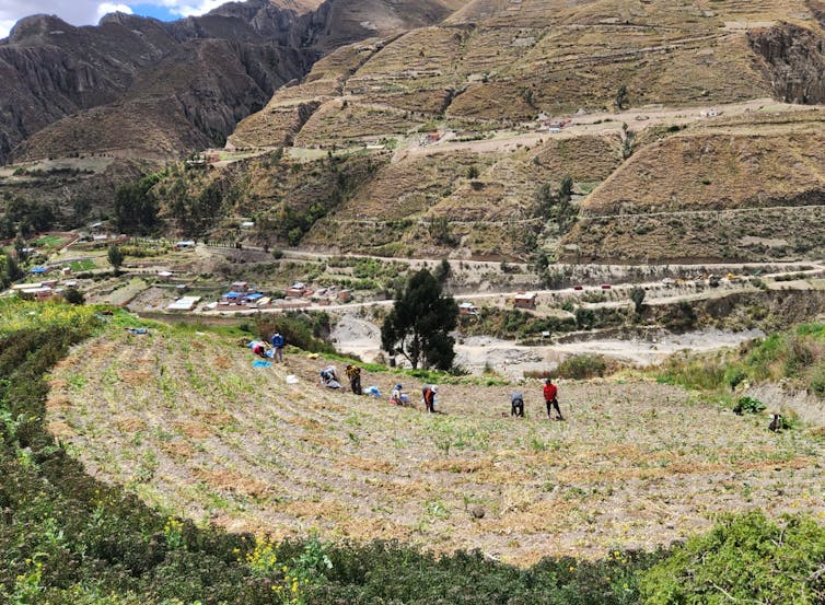 A handful of people bend over rows of crops while working in a hillside area.