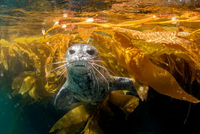 A grey seal swimming among golden help
