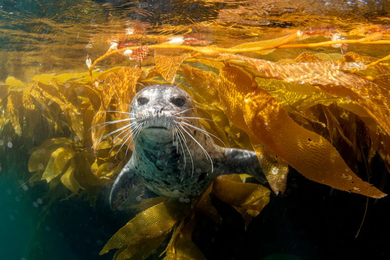A grey seal swimming among golden help
