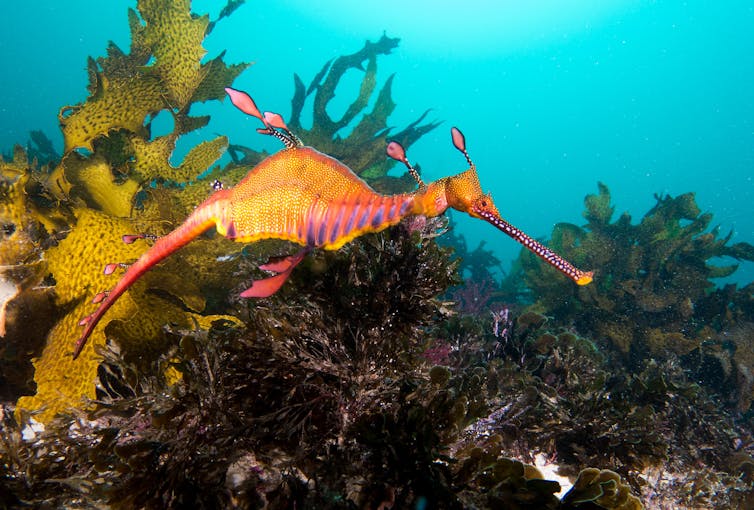 An orange fish with a long snout and limbs swimming among kelp